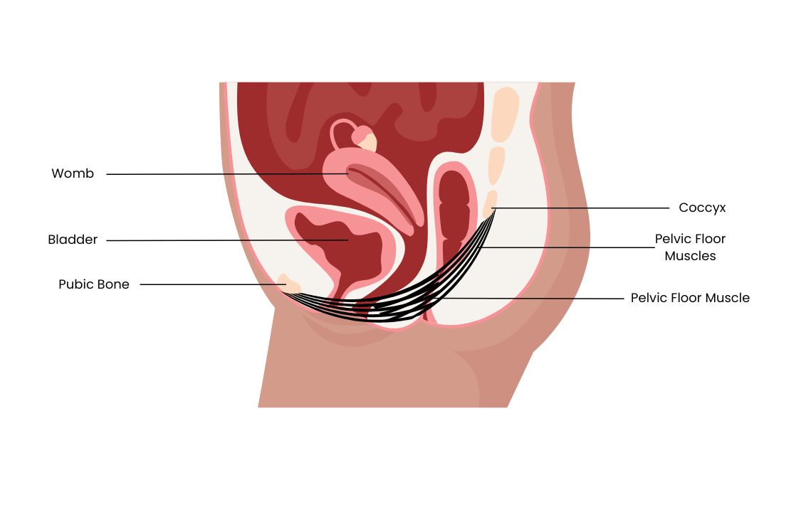 Diagram of pelvic floor muscles in a female