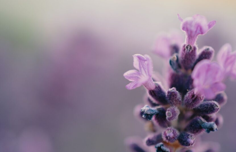 Lavendar - Incontinence after a Stroke