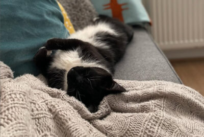 Gemma's Cat Lenny