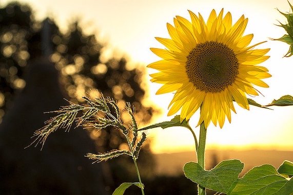 Hidden-Disabilities-Email-Banner-Image Sunflower