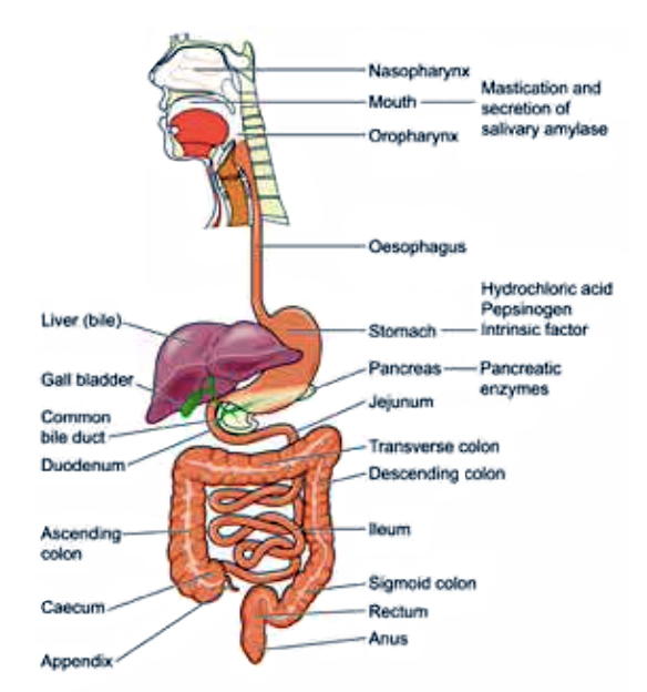Diagramma del sistema digestivo