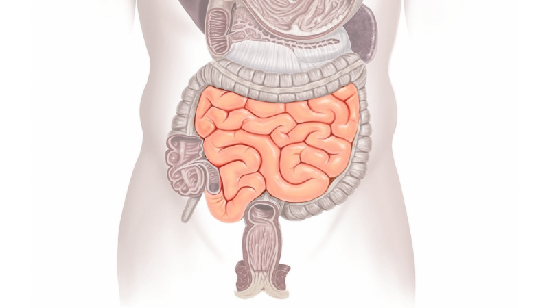 Large intestine, Definition, Location, Anatomy, Length, Function, & Facts