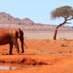 Elephant in Kenya