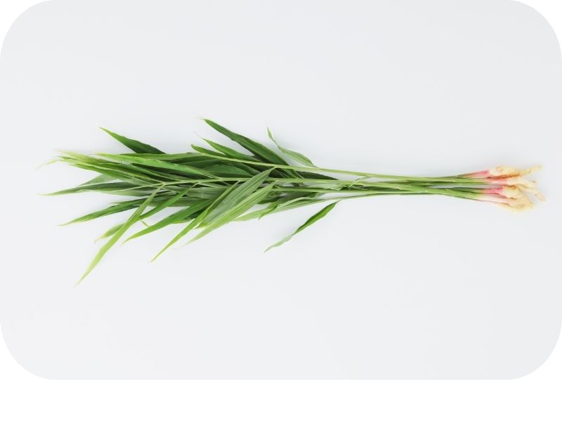Ginger Rhizone- What is Ginger?